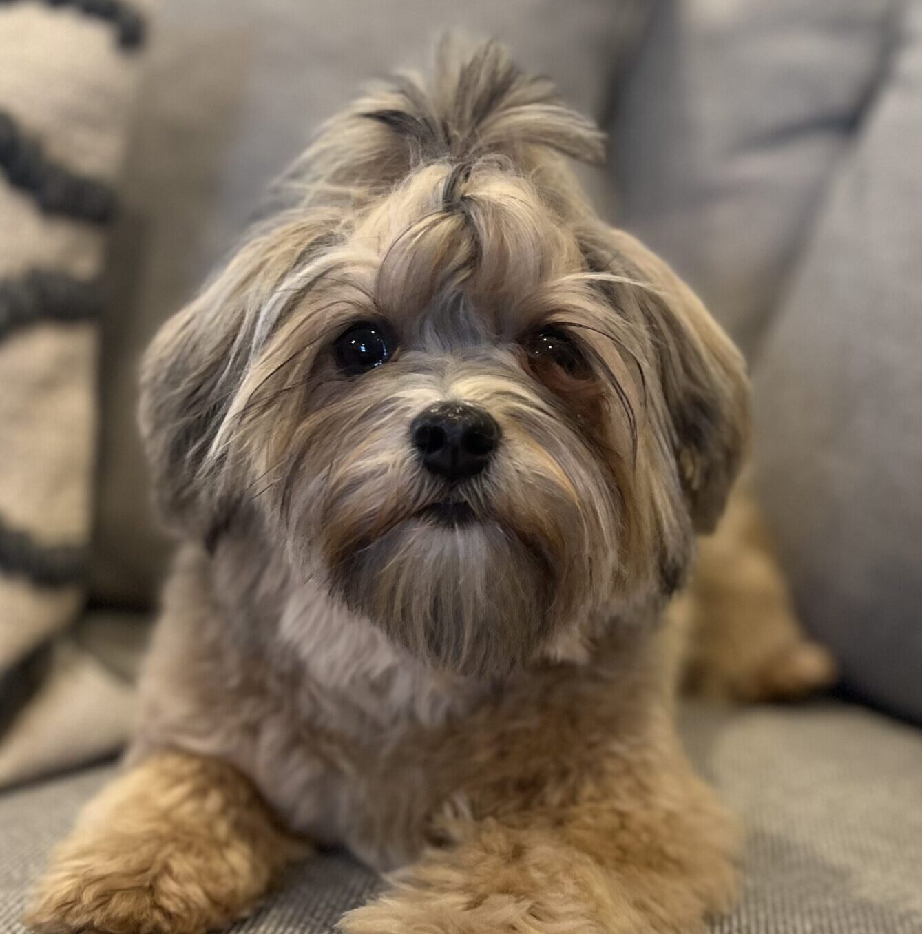 Four Paws Havanese Dam