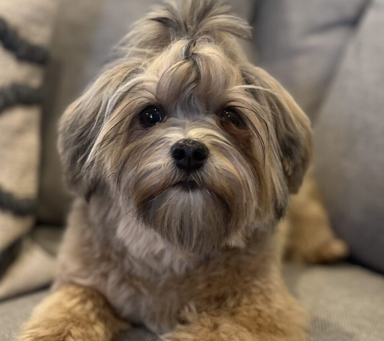 Four Paws Havanese Dam